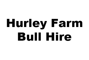 Hurley-Farm-Bull-Hire