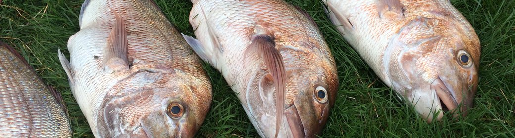 Row of snapper